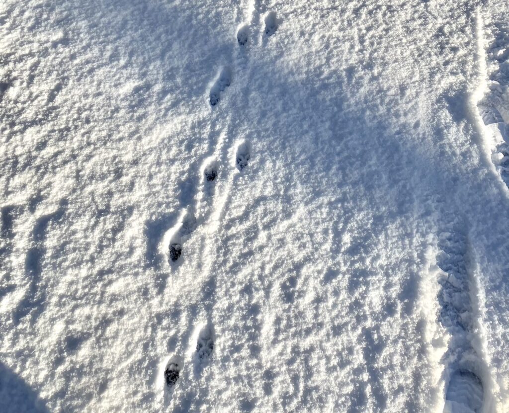 雪道に猫の足跡